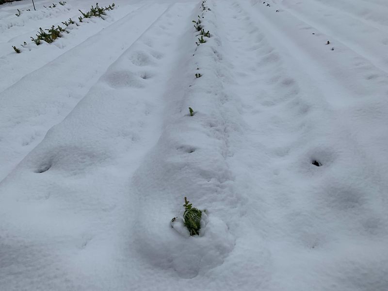 f:id:marujin:20190126130345j:plain f:id:marujin:20190126130345j:plain