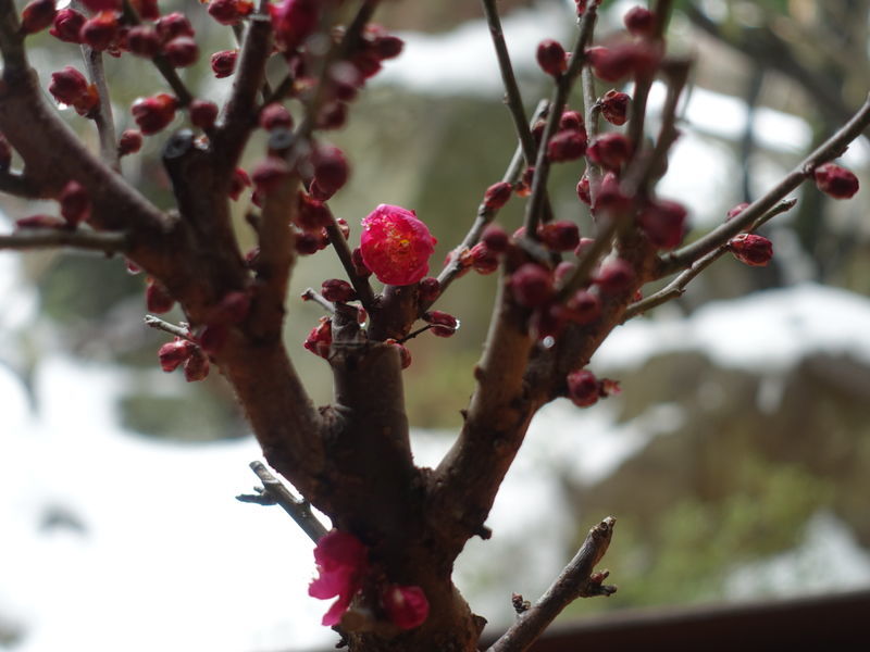 f:id:marujin:20190127132307j:plain