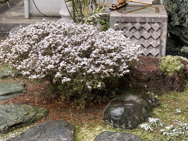 f:id:marujin:20190213131051j:plain f:id:marujin:20190213131051j:plain