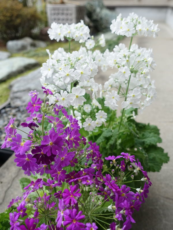 f:id:marujin:20190219131903j:plain f:id:marujin:20190219131903j:plain