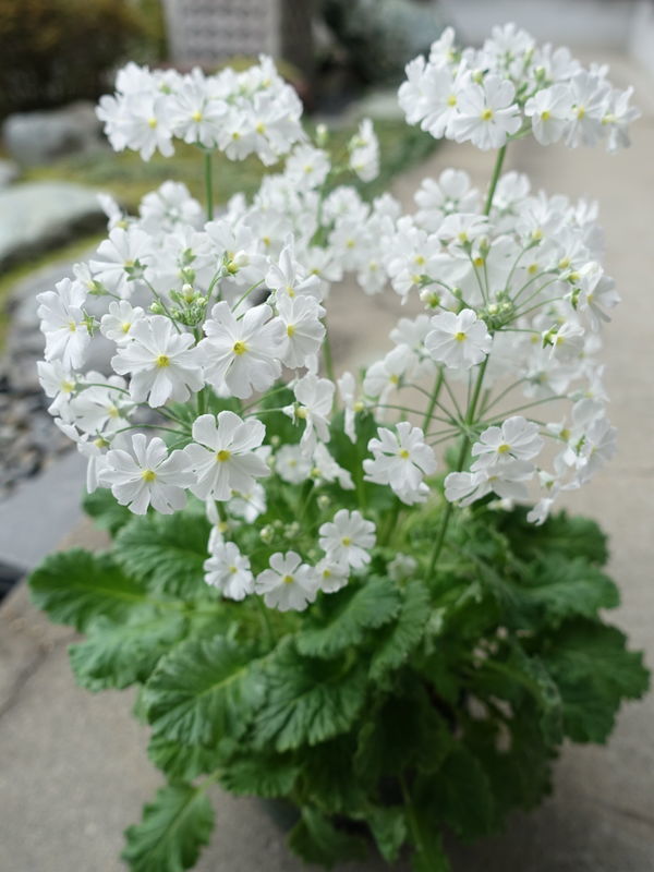 f:id:marujin:20190219131907j:plain f:id:marujin:20190219131907j:plain