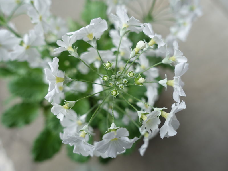 f:id:marujin:20190219131911j:plain f:id:marujin:20190219131911j:plain