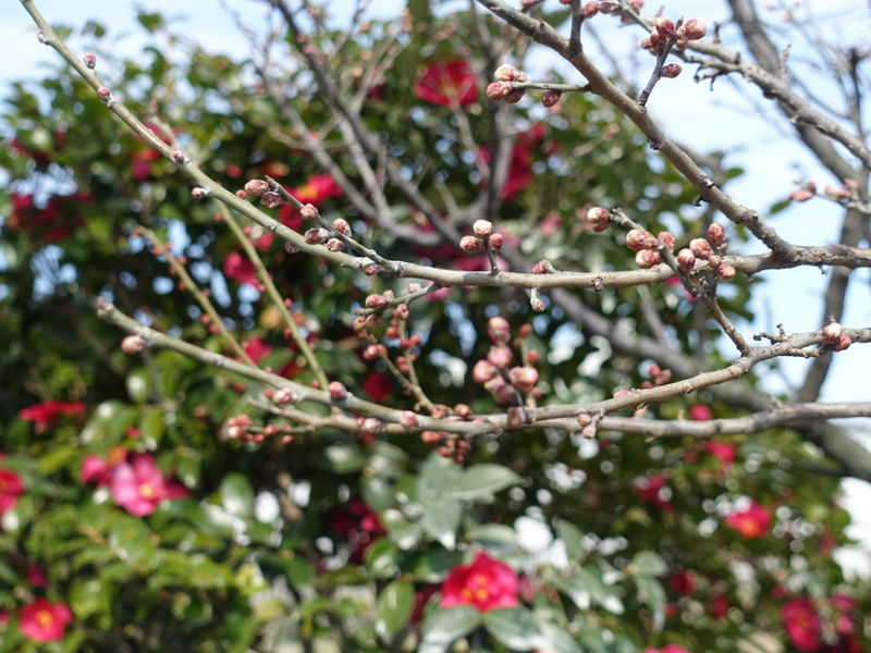 f:id:marujin:20190303133151j:plain f:id:marujin:20190303133151j:plain
