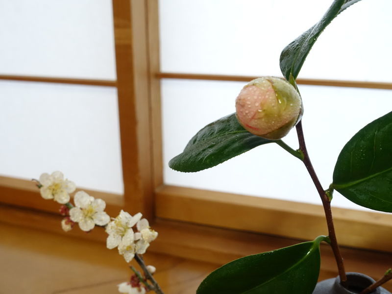 f:id:marujin:20190311132113j:plain f:id:marujin:20190311132113j:plain