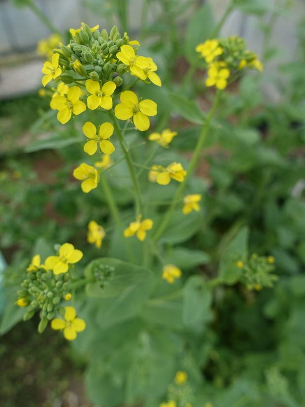 f:id:marujin:20190316155836j:plain f:id:marujin:20190316155836j:plain