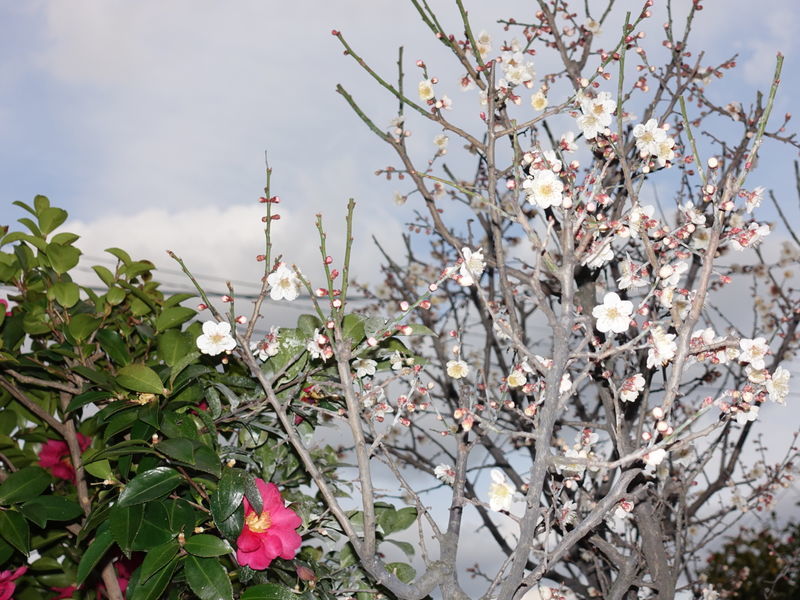 f:id:marujin:20190316155842j:plain f:id:marujin:20190316155842j:plain