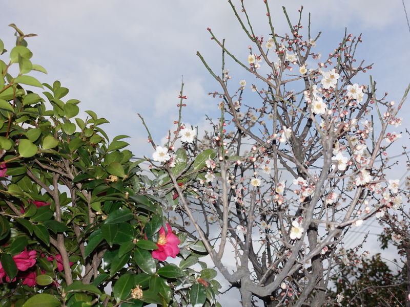 f:id:marujin:20190316155847j:plain