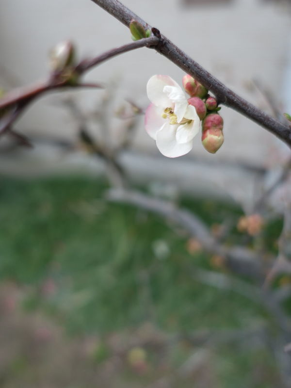 f:id:marujin:20190316155851j:plain f:id:marujin:20190316155851j:plain
