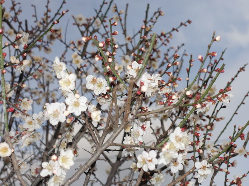 f:id:marujin:20190316155855j:plain f:id:marujin:20190316155855j:plain