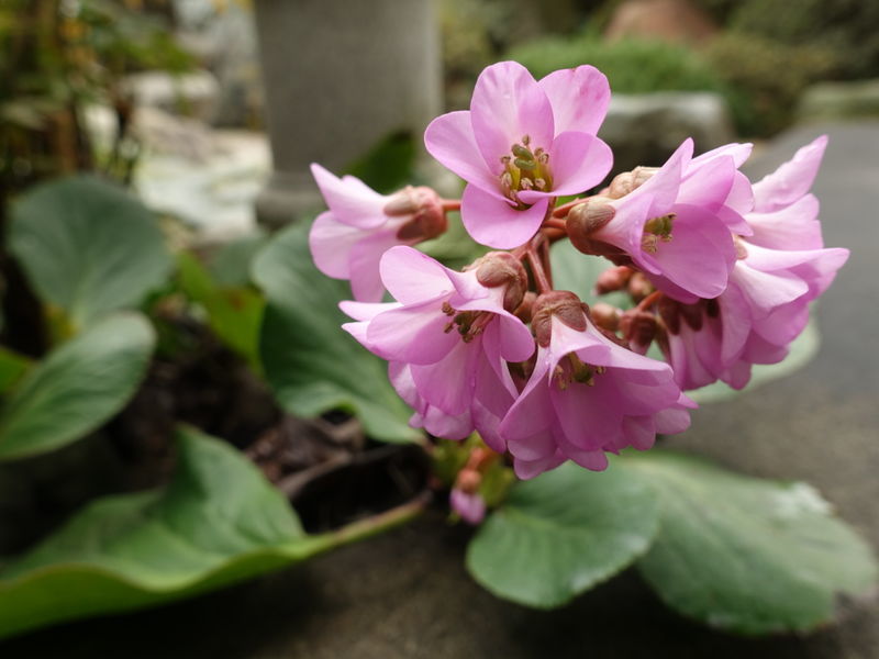 f:id:marujin:20190321141628j:plain