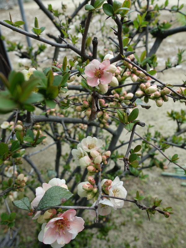f:id:marujin:20190330152714j:plain