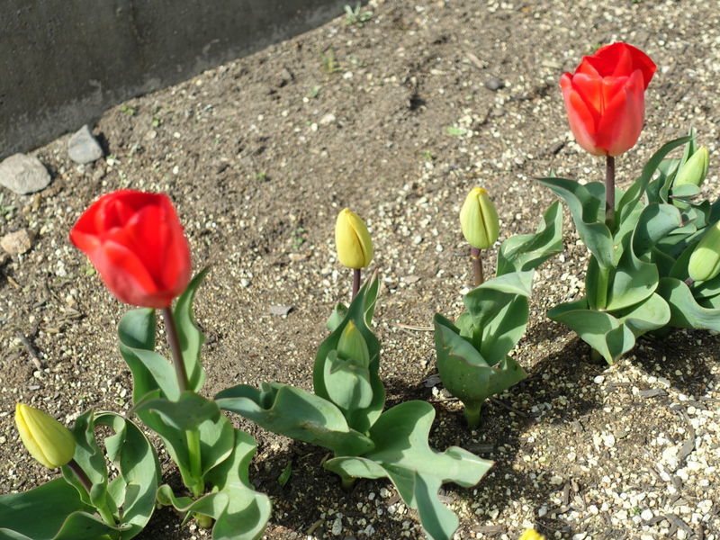 f:id:marujin:20190408145054j:plain f:id:marujin:20190408145054j:plain