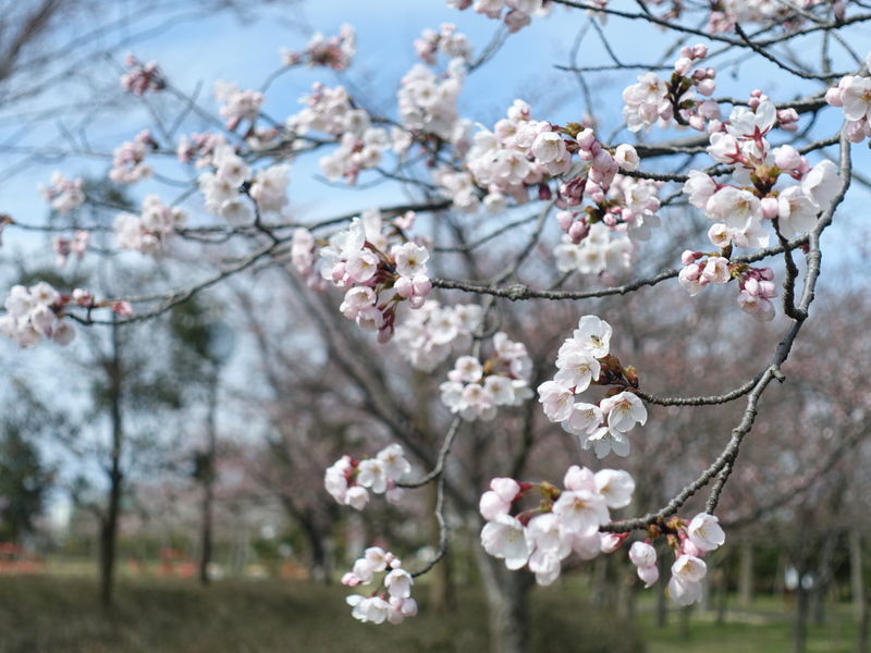 f:id:marujin:20190408145109j:plain f:id:marujin:20190408145109j:plain