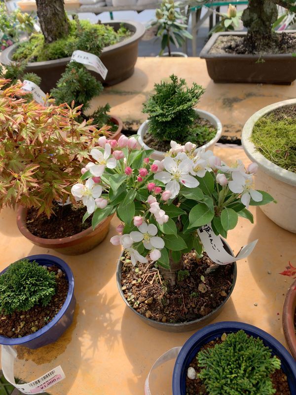 f:id:marujin:20190416153146j:plain