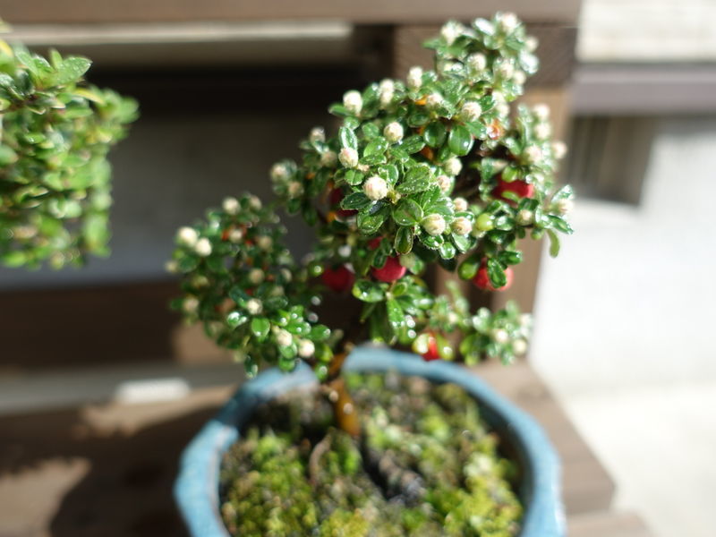 f:id:marujin:20190428080643j:plain