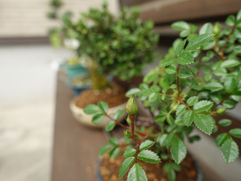f:id:marujin:20190506142045j:plain