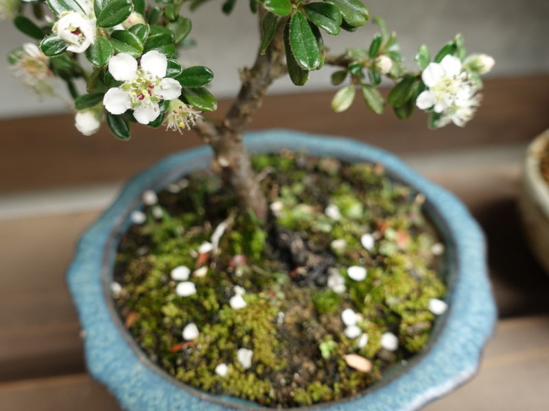f:id:marujin:20190506142051j:plain