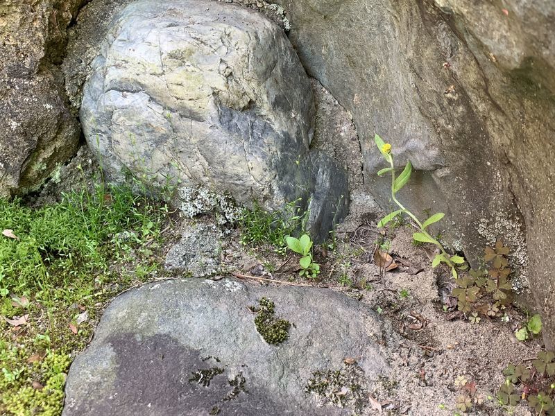 f:id:marujin:20190515161926j:plain f:id:marujin:20190515161926j:plain