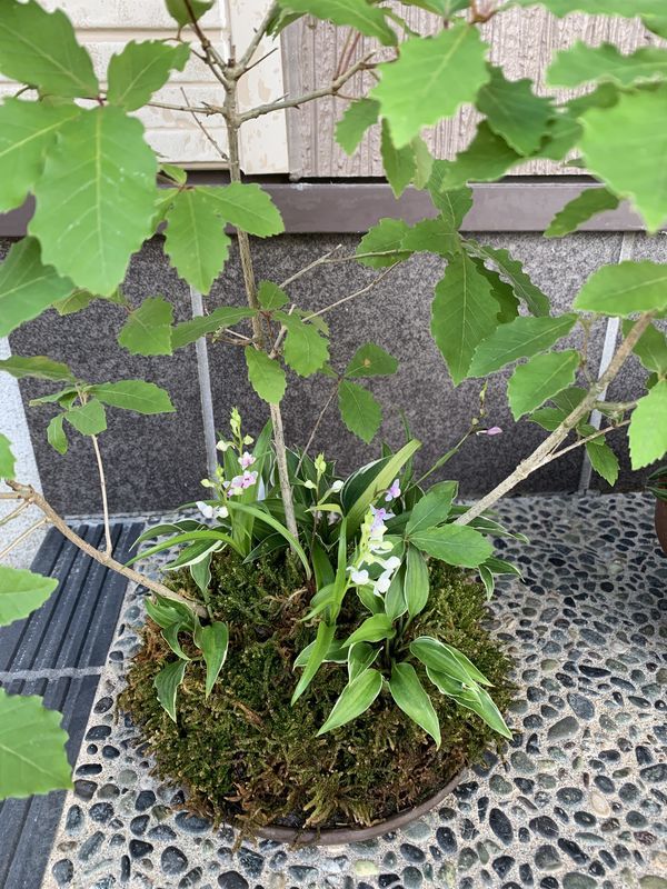 山野草の寄せ植え 羽蝶蘭（ウチョウラン）が咲き始めました。 - 和室の