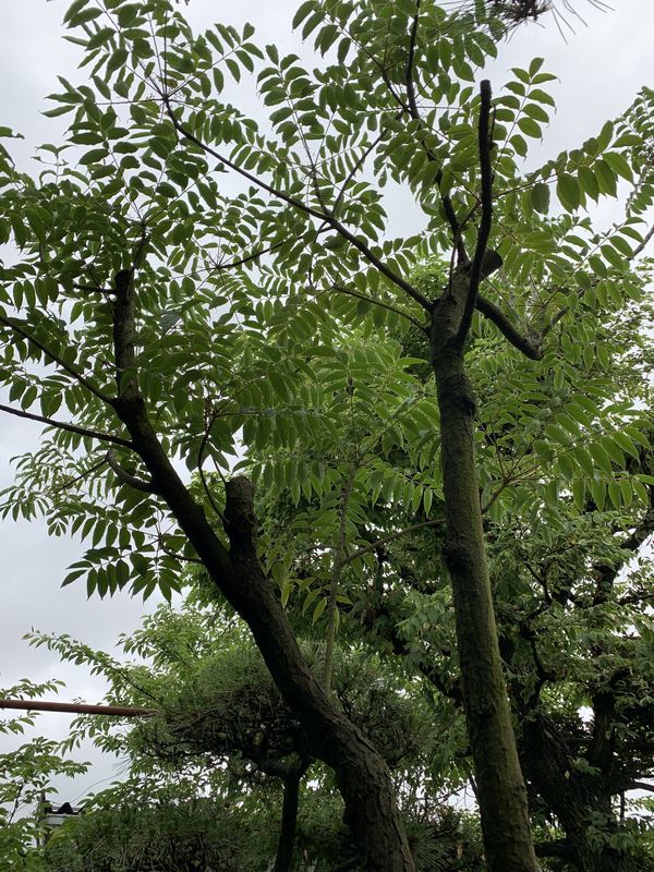 f:id:marujin:20190608152717j:plain