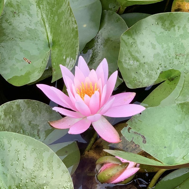 f:id:marujin:20190624085638j:plain