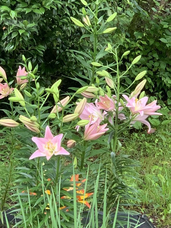 f:id:marujin:20190624085647j:plain