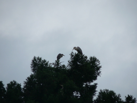 f:id:marujx:20070814184109j:image