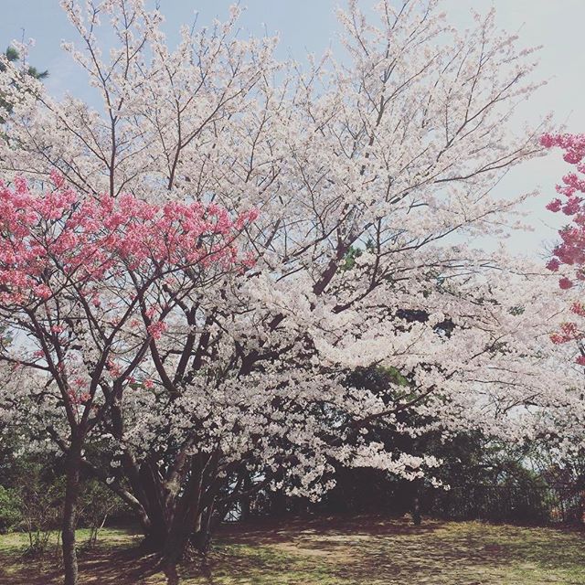 f:id:marukaitemaruo:20170630194235j:plain f:id:marukaitemaruo:20170630194235j:plain