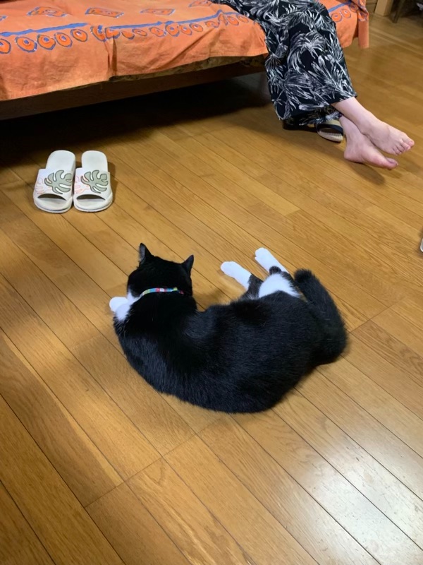f:id:marukoala:20240819001248j:image