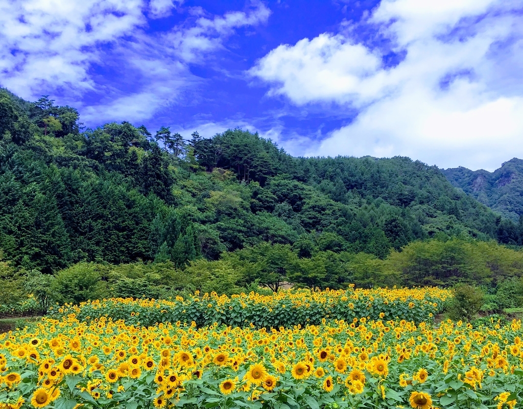 f:id:marukochikiokoshi:20180906090642j:plain