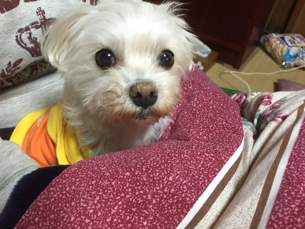 f:id:marukome1218:20161117162337j:plain