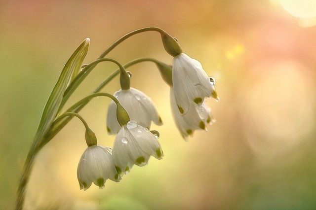 f:id:marukosp:20190415014000j:plain