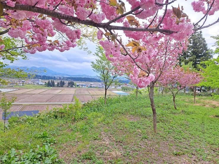 「18年目の春、八重桜が満開です」