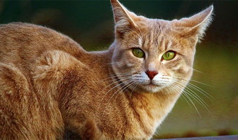 f:id:marukudo:20160208115111j:plain