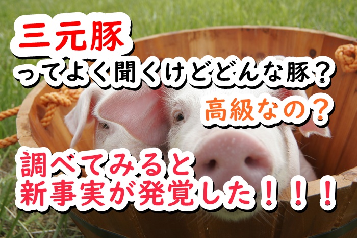 f:id:marumarudai:20190414183851j:plain f:id:marumarudai:20190414183851j:plain