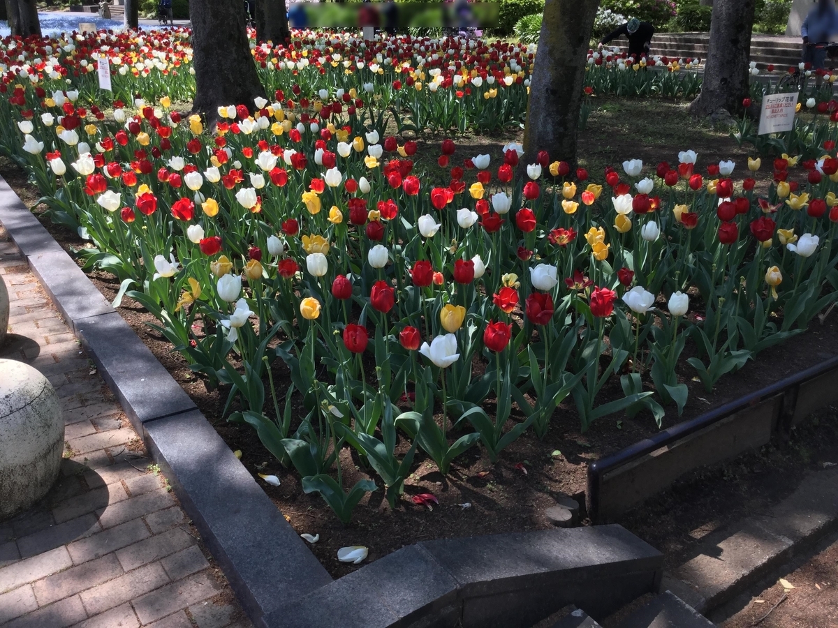 2021年4月上旬】日比谷公園のチューリップが見頃！赤・白・黄色
