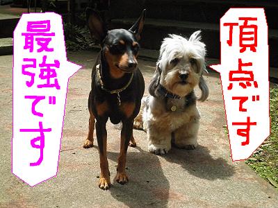 f:id:maruosan523:20191225214655j:plain