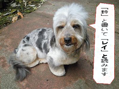 f:id:maruosan523:20200606105450j:plain