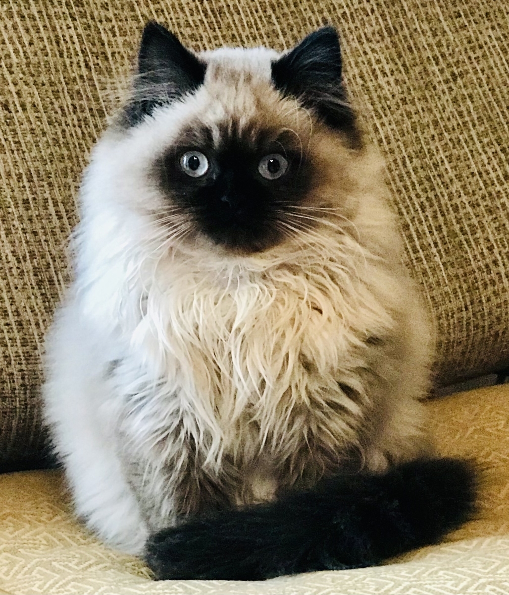 ヒマラヤンの紹介 Maruppixx S Diary ヒマラヤンの紹介 Maruppixx S Diary