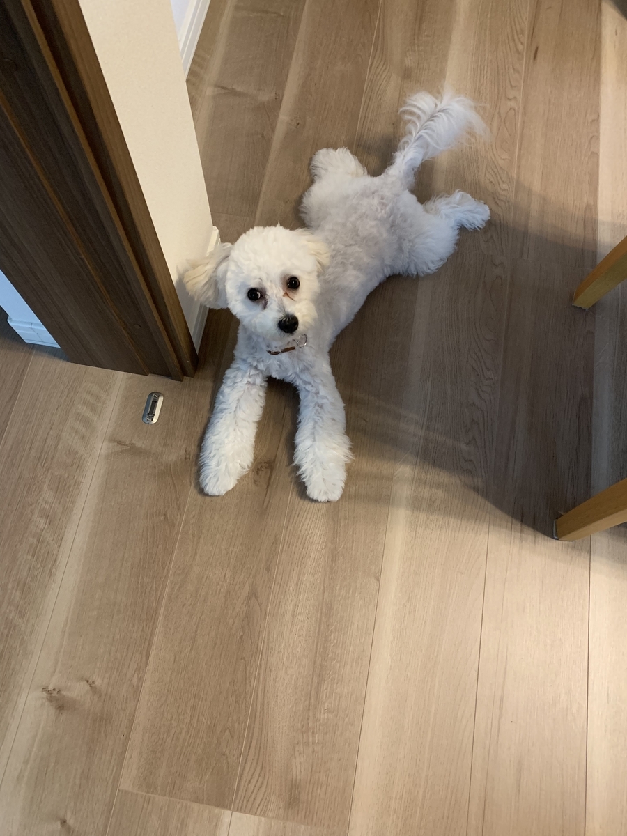 f:id:marupu_RIO:20190715115108j:plain f:id:marupu_RIO:20190715115108j:plain