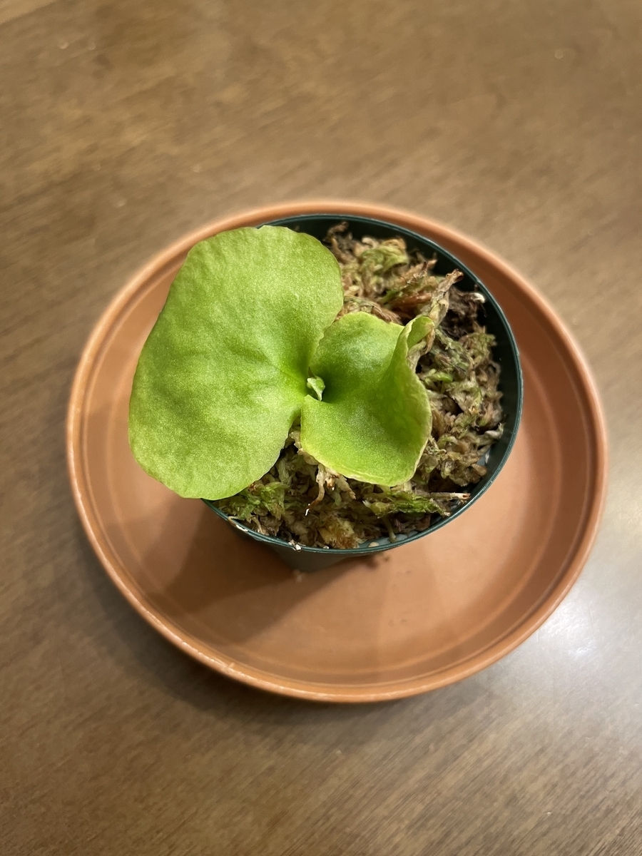 我が家の観葉植物事情 ビカクシダ コロナリウムとリドレイ（ワイルド