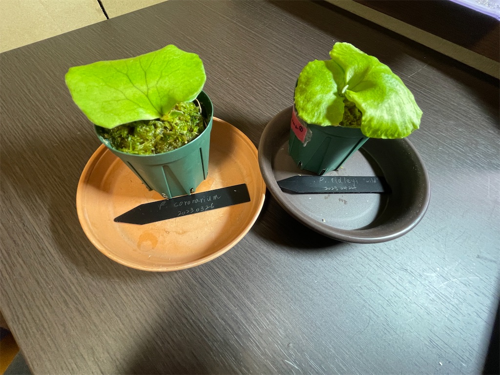 我が家の観葉植物事情 ビカクシダ コロナリウムとリドレイワイルドの