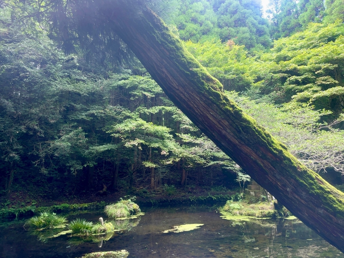 コケの生い茂った大きな木と水源