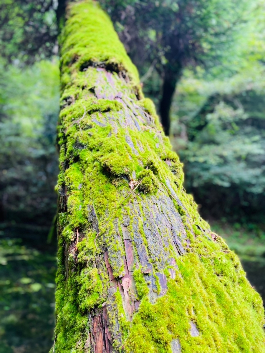 コケの生い茂った木肌