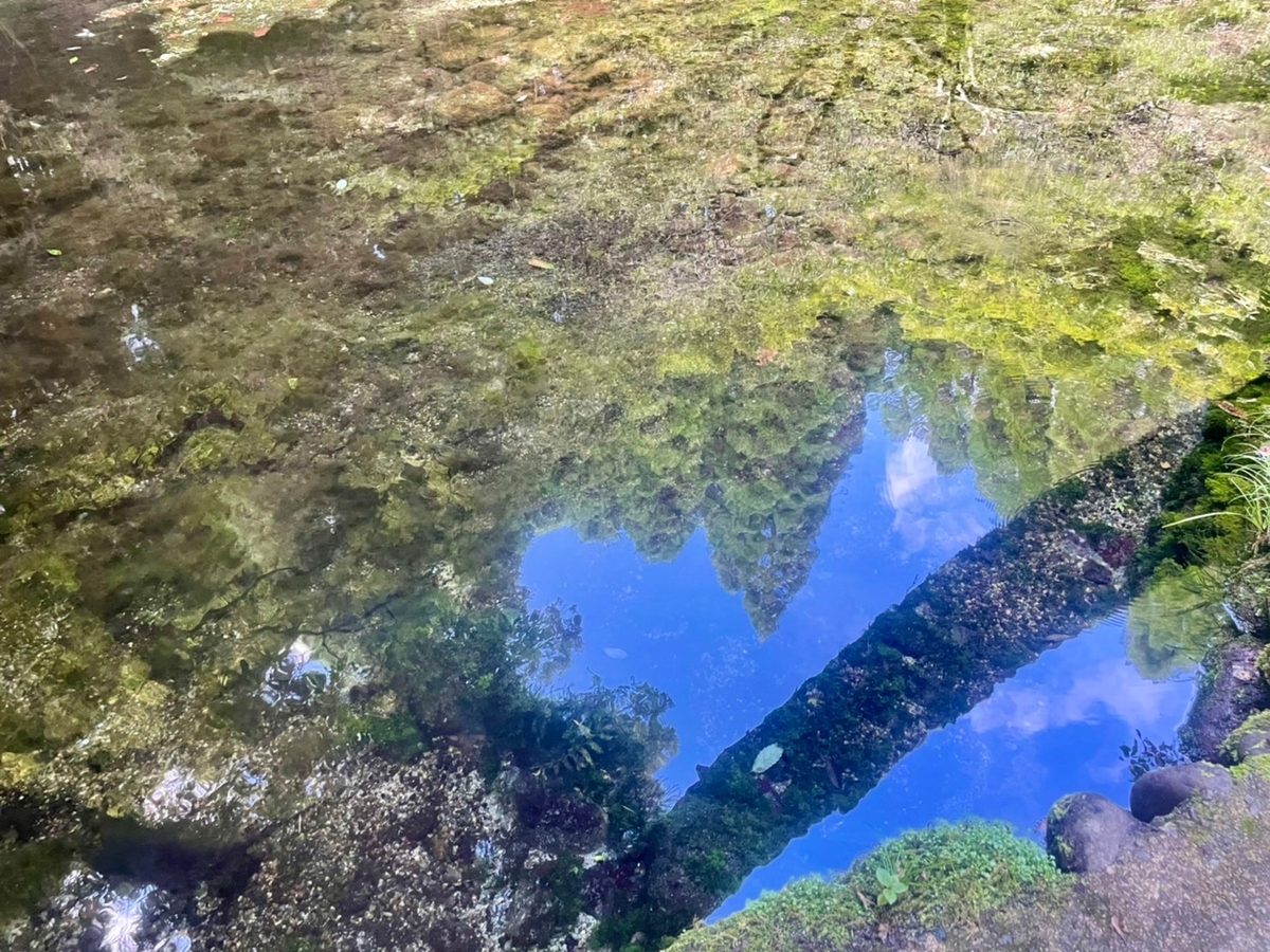 水源の水面には空と木々が映っている