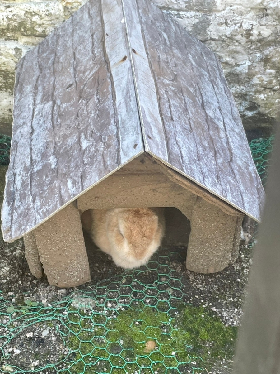 ハウスの中で寝ているうさぎ
