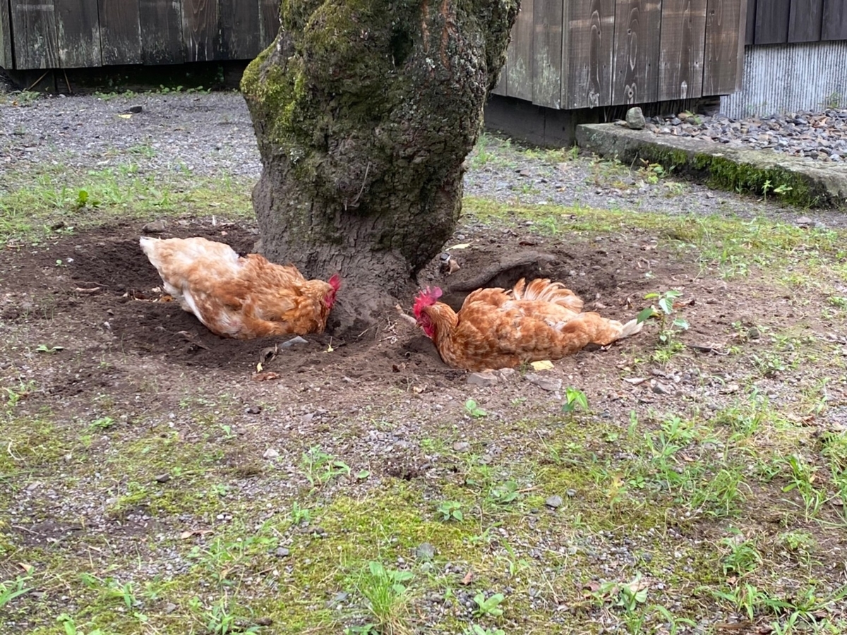 木の下で寝ているニワトリ