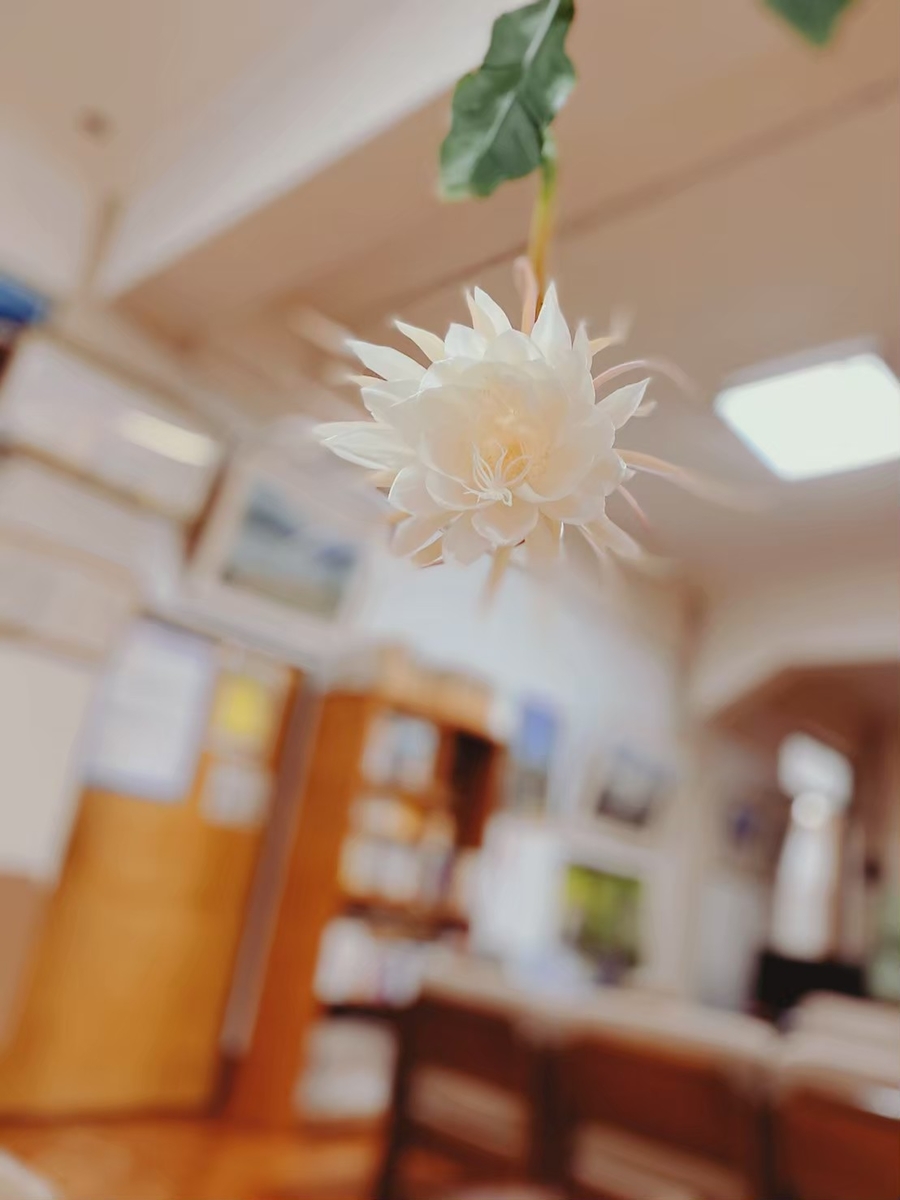 花が咲いている月下美人　真っ白の美しいお花