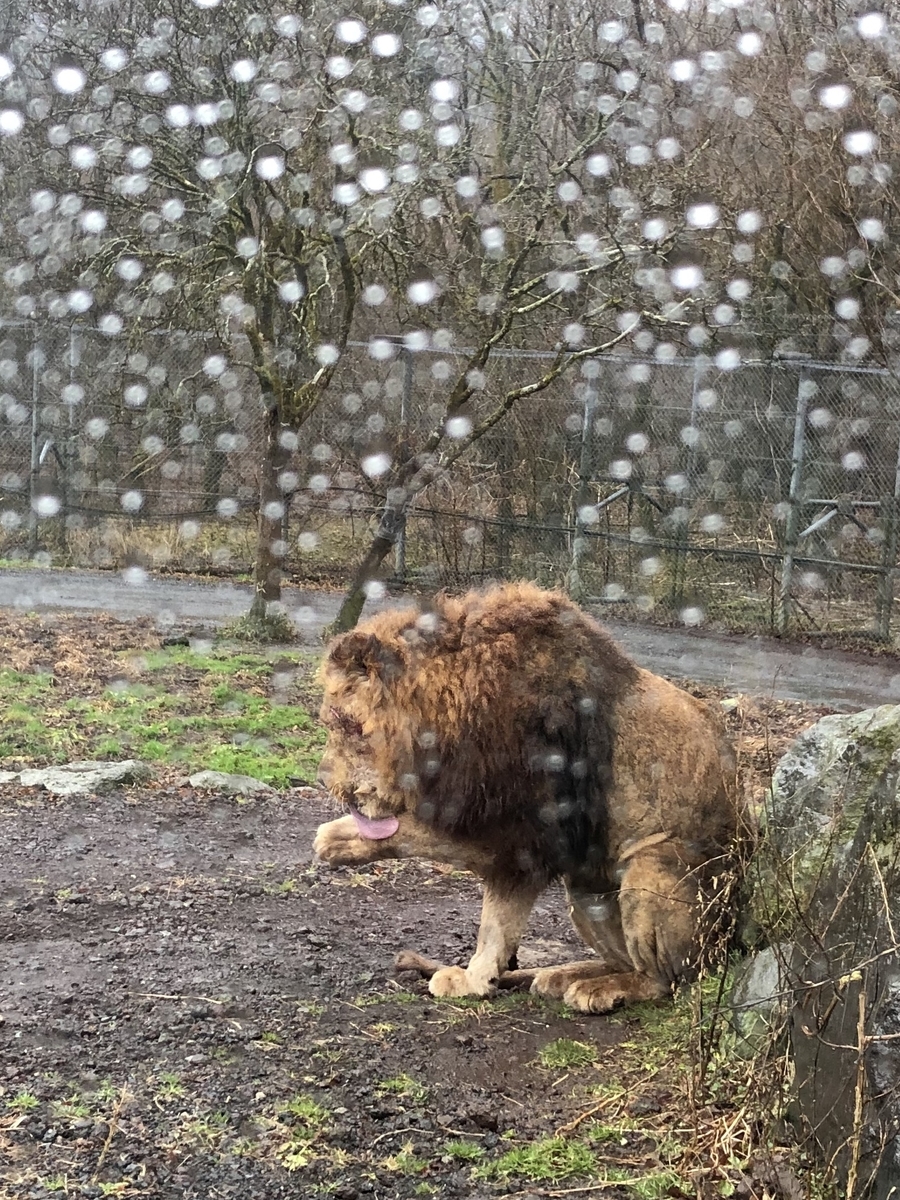 f:id:marussi:20191231225342j:plain