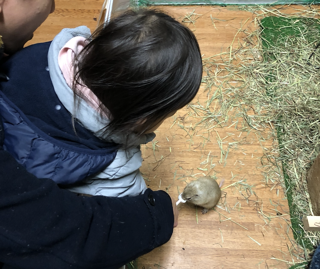 f:id:marussi:20191231230125p:plain